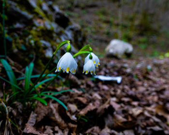 Close-up of white flowering plant on field