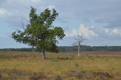 Tree on field against sky