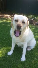 Close-up portrait of dog