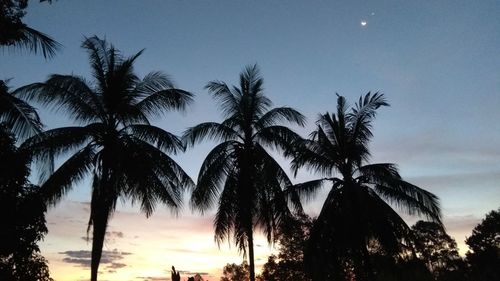 Low angle view of palm trees against sky at night