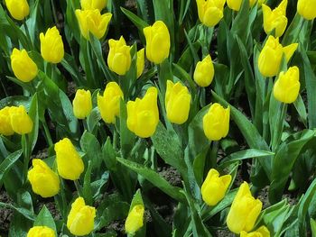 Close-up of yellow flowering plants