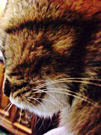Close-up of cat