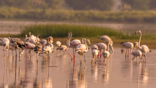 Flock of birds in lake