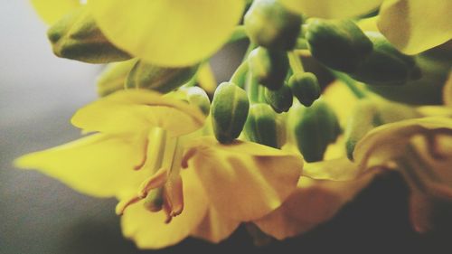 Close-up of yellow flowers blooming outdoors