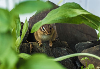 Close-up of squirrel on plant