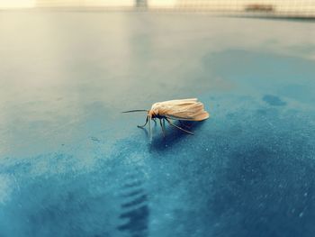 Close-up of fly on the surface