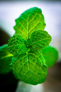 Close-up of fresh green leaves