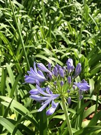 Close-up of purple flowering plant