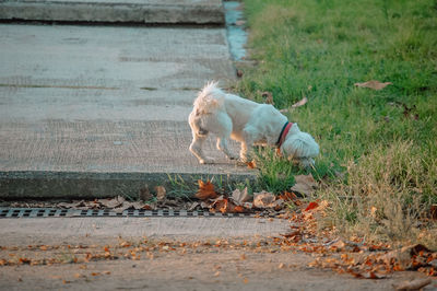 Dog running on grass