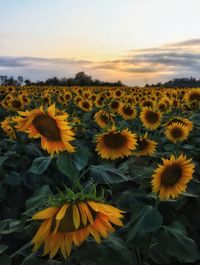 Close-up of sunflowers on yellow flowering plant against sky during sunset