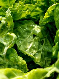 Full frame shot of water drops on green leaves