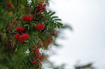 Close-up of red flowering plant