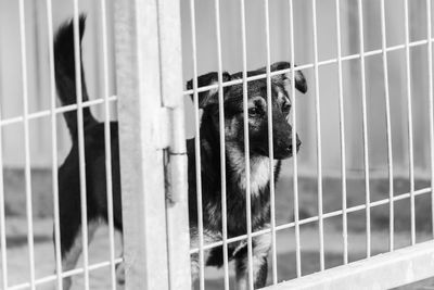 Portrait of dog in cage