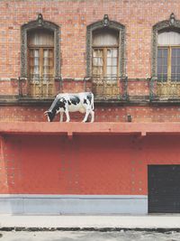 Cat on brick wall