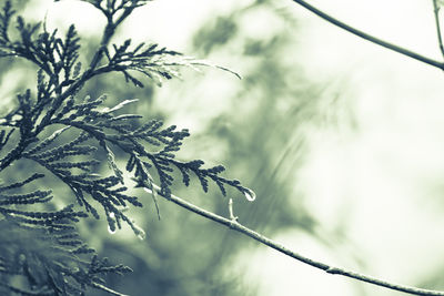 Low angle view of plant against sky