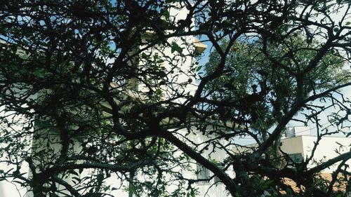 Low angle view of silhouette tree against sky