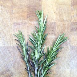 Directly above shot of rosemary on table