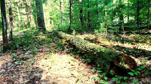 Trees in forest