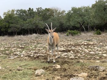 Horse standing in a field