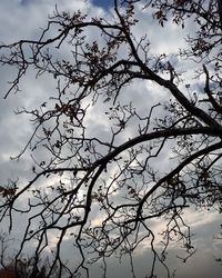 Low angle view of bare tree against sky