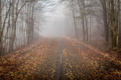 Abandoned road amidst trees in forest during autumn