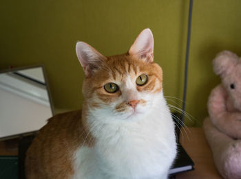 Portrait of cat sitting at home