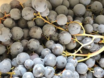 Full frame shot of blueberries