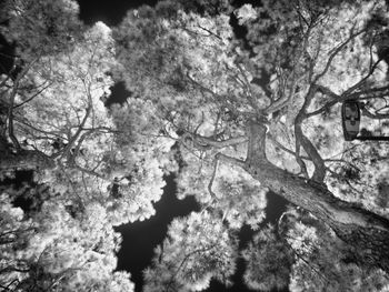 Low angle view of trees against sky