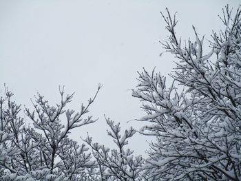 Low angle view of bare tree against clear sky