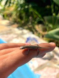 Close-up of hand holding small lizard