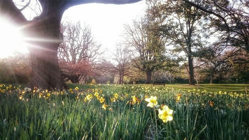 Yellow flowers growing in field
