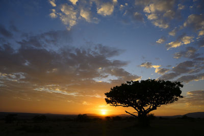 Silhouette tree on field against sky during sunset
