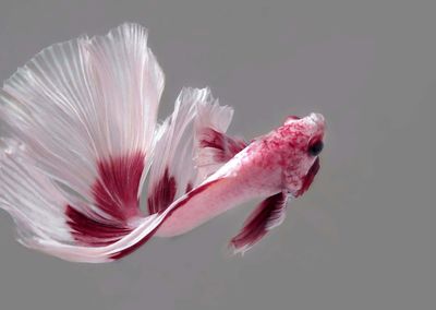 Close-up of pink flower against white background