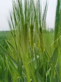 Close-up of wheat growing on field