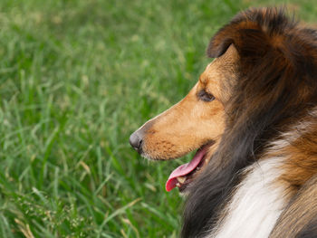 Closeup of the face of a mini collie dog looking to the side with grass on the background copy space