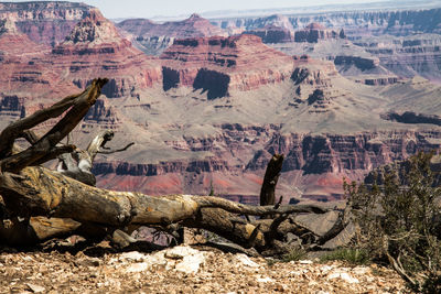 Fallen tree on cliff at grand canyon