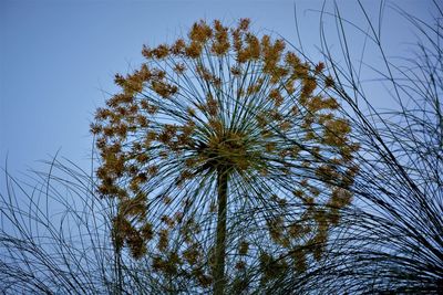 Low angle view of plant against clear sky
