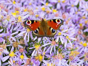 Close-up of butterfly on purple flowers