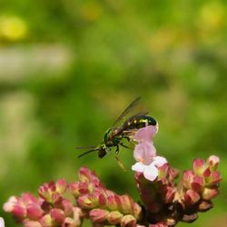 Close-up of butterfly on pink flower