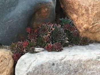 High angle view of cactus plant