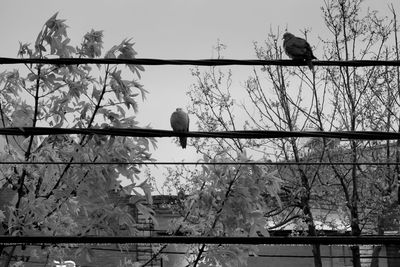 Low angle view of bird perching on branch