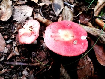 Close-up of mushrooms growing on field
