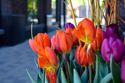 Close-up of flower blooming outdoors