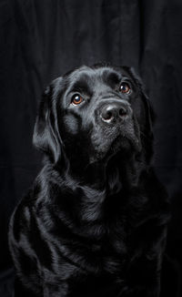 Close-up portrait of dog looking away