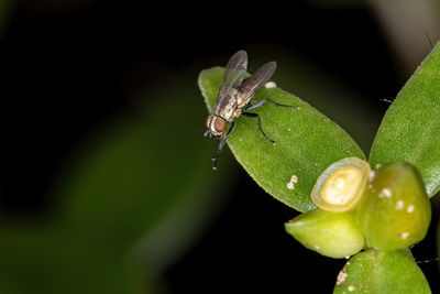 Close-up of insect on leaf