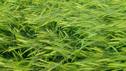 Full frame shot of green field