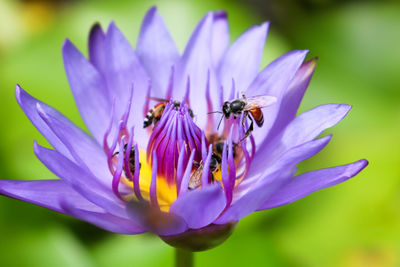 Close-up of bee pollinating on purple flower