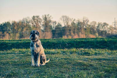 Dog standing on field