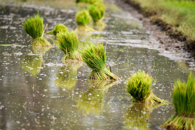 Plants growing in a lake