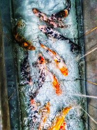 High angle view of fish swimming in sea